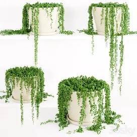 String Of Pearls Plant